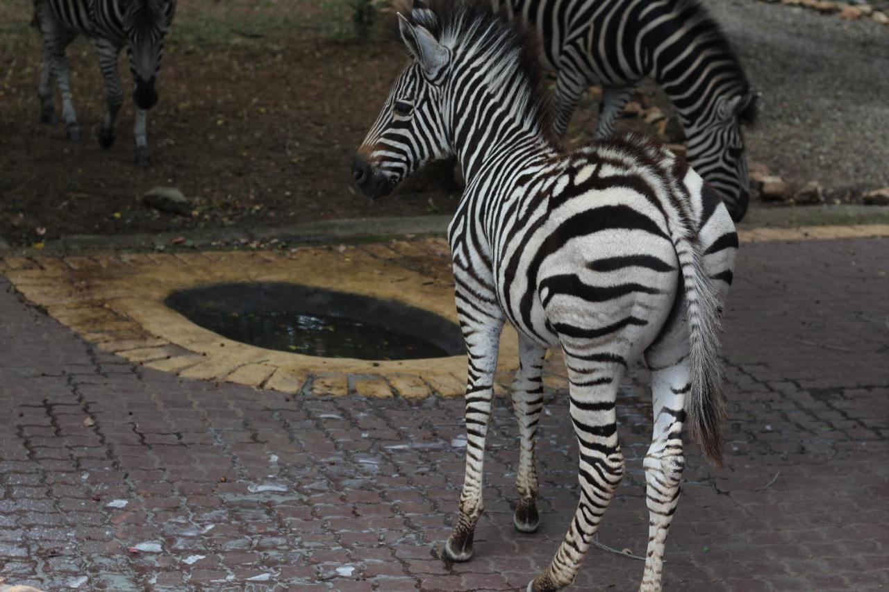 Holiday home Mellivora Marloth Park