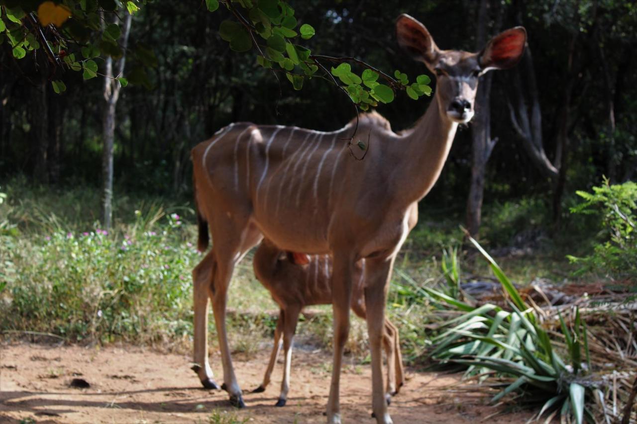 Mellivora Marloth Park
