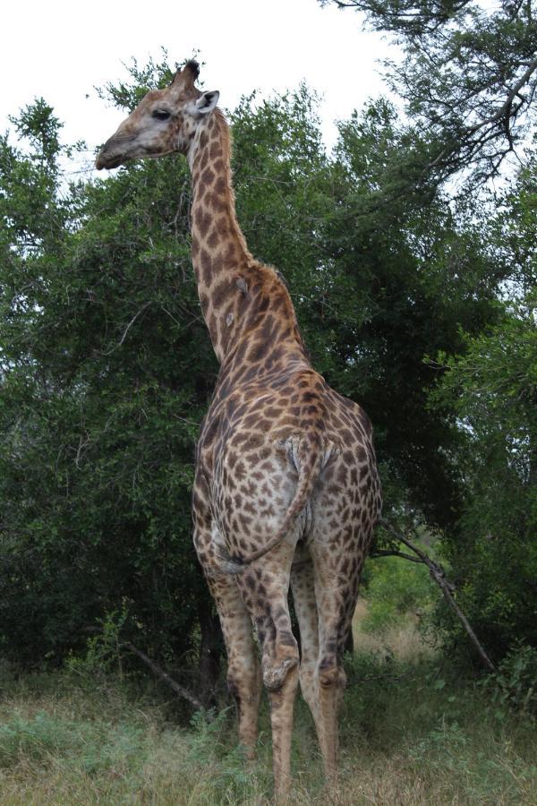 Mellivora Holiday home Marloth Park