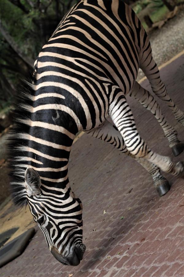 Mellivora Marloth Park